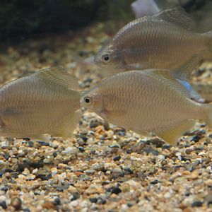 Deepbody Bitterling (Acheilognathus longipinnis) - Lake Biwa Museum