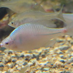 Nippon-baratanago (Rhodeus ocellatus kurumeus) - Lake Biwa Museum