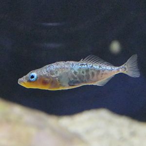 Hariyo - Gasterosteus aculeatus 'subsp. 2' - Lake Biwa Museum