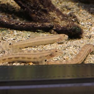 Tango Stripe Spined Loach (Cobitis takenoi) - Lake Biwa Museum