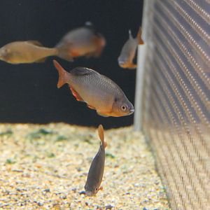 Tokyo Bitterling (Tanakia tanago) - Lake Biwa Museum