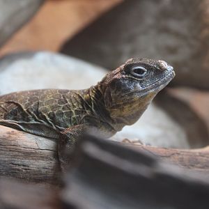 Reticulate Collared Lizard