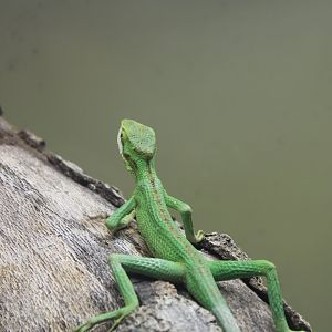 Eastern Casquehead Iguana