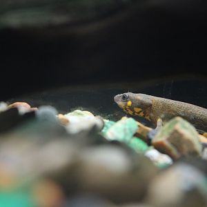 Blue-tailed Fire-bellied Newt
