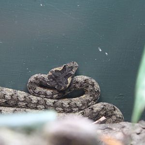 Fan Si Pan Horned Viper