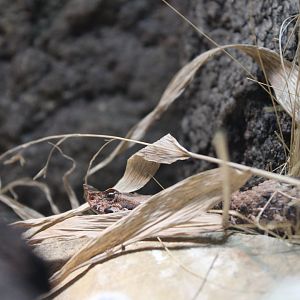 Nose-horned Viper