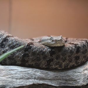 Banded Rock Rattlesnake