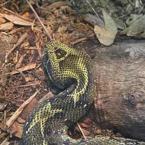 Ethiopian Mountain Adder