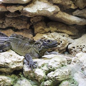 Philipine Sailfin Lizard