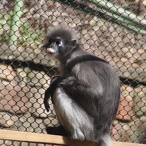 Spectacled Langur