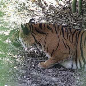 Sumatran Tiger (About to Pounce on a Squirrel!)