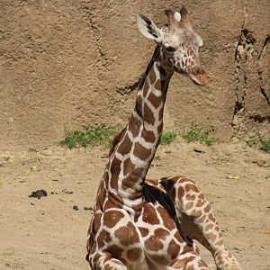 Reticulated Giraffe