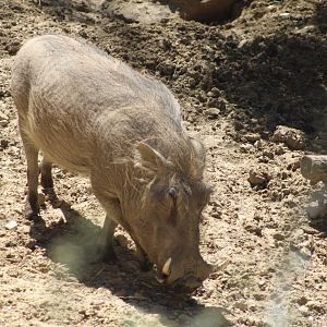 Common Warthog