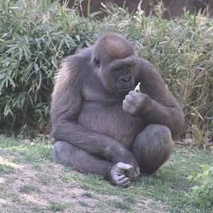 Western Lowland Gorilla