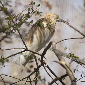 Madagascar Pond Heron