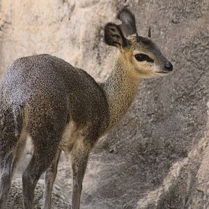 Klipspringer