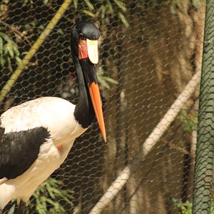 Saddle-billed Stork