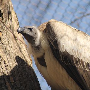 Cape Vulture