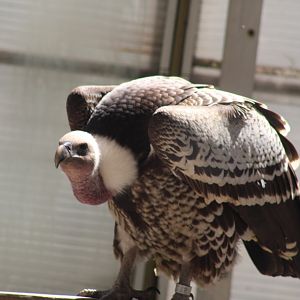 Common Ruppell's Griffon Vulture