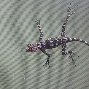 Collared Tree Lizard