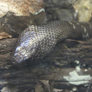 Zebra Spitting Cobra