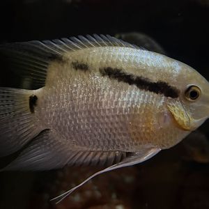Flag Cichlid (Mesonauta festivus)