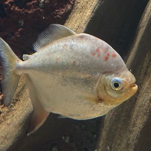 Redhook Myleus (Myloplus rubripinnis)