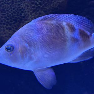 Barred Hamlet (Hypoplectrus puella)