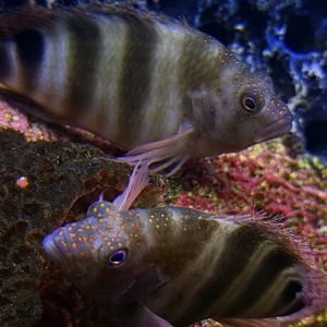 Redspotted Hawkfish (Amblycirrhitus pinos)