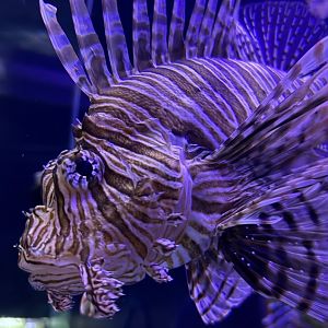 Red Lionfish (Pterois volitans)