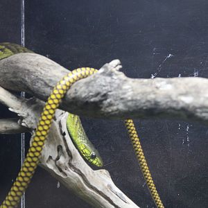 Western Green Mamba