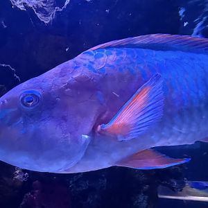 Rainbow Parrotfish (Scarus guacamaia)