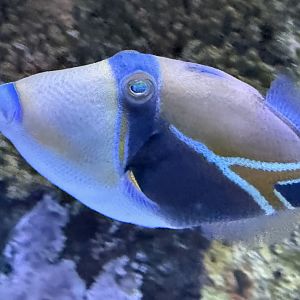 Reef Triggerfish (Rhinecanthus rectangulus)