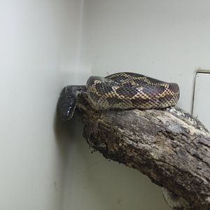 Texas Rat Snake