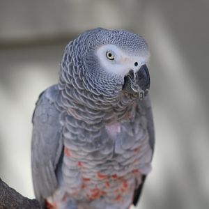 African Gray Parrot