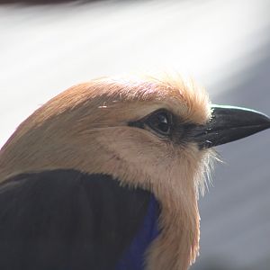 Blue-bellied Roller