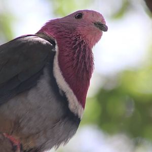 Pink-headed Fruit Dove