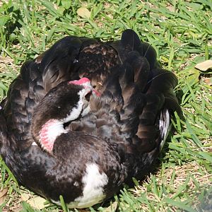 Northern Spur-winged Goose