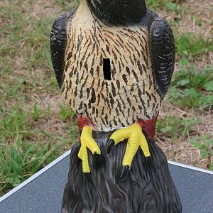 Donation box, Kārearea Falcon Trust (Blenheim)