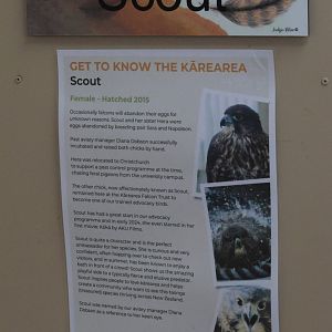 Signage example, Kārearea Falcon Trust (Blenheim)