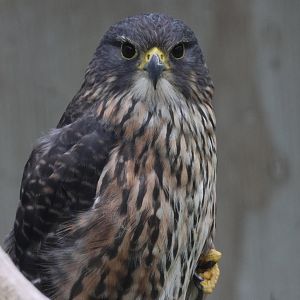 Rocky the Kārearea (Falco novaeseelandiae), Kārearea Falcon Trust (Blenheim)