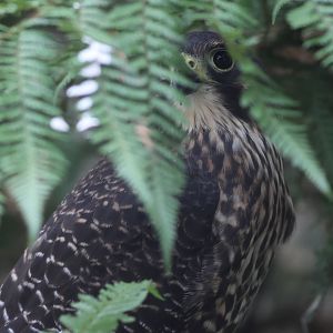 Jet the Kārearea (Falco novaeseelandiae), Kārearea Falcon Trust (Blenheim)
