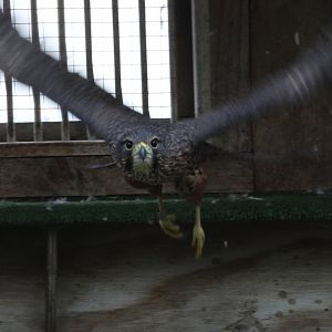 Stella the Kārearea (Falco novaeseelandiae), Kārearea Falcon Trust (Blenheim)