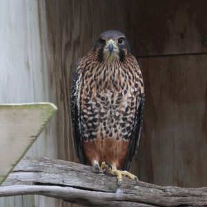 Whistler the Kārearea (Falco novaeseelandiae), Kārearea Falcon Trust (Blenheim)