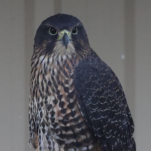 Scout the Kārearea (Falco novaeseelandiae), Kārearea Falcon Trust (Blenheim)
