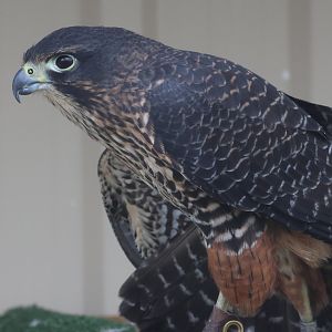 Scout the Kārearea (Falco novaeseelandiae), Kārearea Falcon Trust (Blenheim)