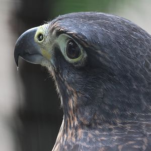 Scout the Kārearea (Falco novaeseelandiae), Kārearea Falcon Trust (Blenheim)