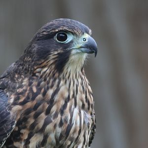 Kārearea (Falco novaeseelandiae) juvenile, Kārearea Falcon Trust (Blenheim)