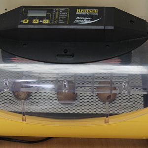 Incubator with pierced eggs of Kārearea (Falco novaeseelandiae), Kārearea Falcon Trust (Blenheim)