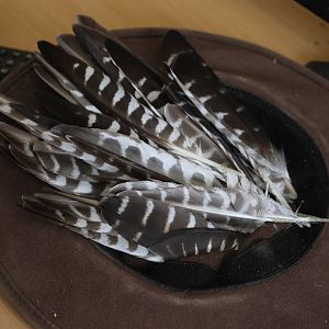 Primaries from Kārearea (Falco novaeseelandiae), Kārearea Falcon Trust (Blenheim)